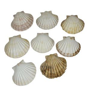 Scallop Baking Shells France Set of 8 Cuisine Crafts Decor